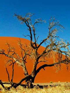 Paesaggio con Albero del Deserto