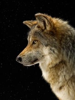 Profilo di Lupo Maestoso - wallpaper preview