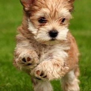 Cucciolo Carino che Corre