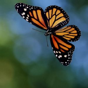 Farfalla Monarch in Volo