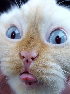 Faccia di Gatto Divertente - wallpaper preview