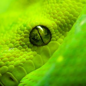 Serpente Verde Ingrandita