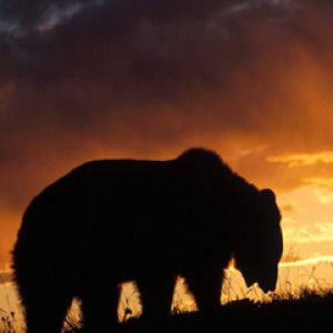 Silhouette di un Orso al Tramonto