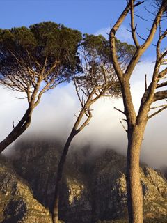 Alberi Maestosi di Montagna - wallpaper preview