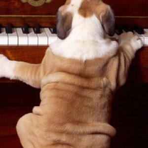 Cucciolo che Suona il Pianoforte