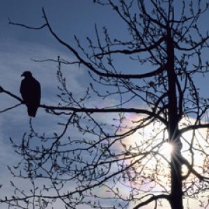 Silhouette di un Uccello al Tramonto