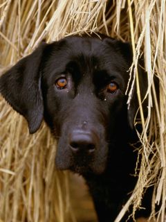 Labrador nero in fieno