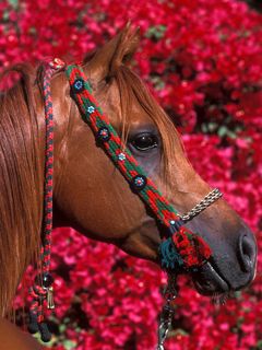 Bellissimo cavallo con sfondo floreale - wallpaper preview