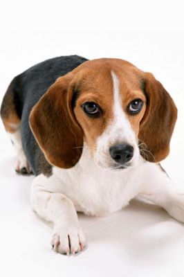 Cucciolo Beagle Adorabile