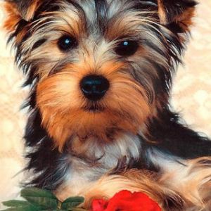 Cane Yorkshire Terrier con Rosa