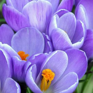 Vivaci Crochi Viola