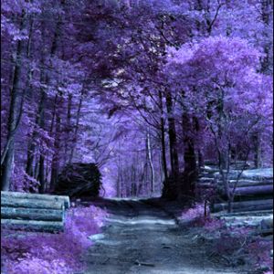 Sentiero Forestale Viola