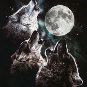 Lupi che Ululano alla Luna