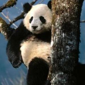 Panda Carina sull'Albero