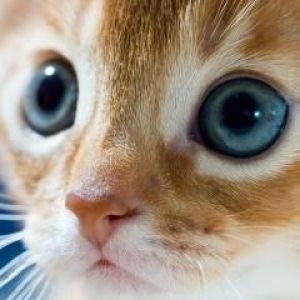 Gattino Carino con Occhi Blu