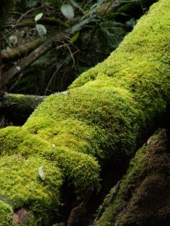 Muschio Verde su Albero