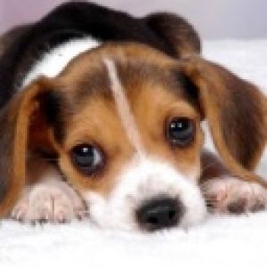 Cucciolo Beagle Carino