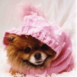 Cane Pomerania Carino con Felpa Rosa