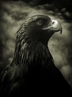Ritratto di Aquila Maestosa - wallpaper preview