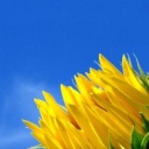 Girasoli Luminosi Contro il Cielo Blu