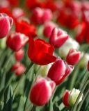 Campo di Tulipani Vivaci - wallpaper preview