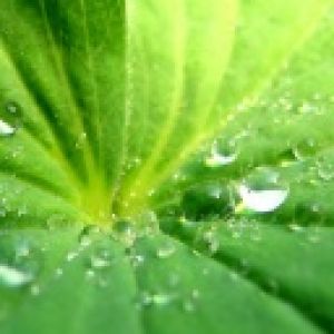Foglia Verde con Gocce d'Acqua
