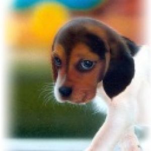 Cucciolo Beagle Adorabile