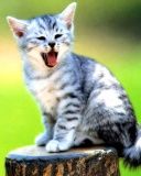 Gattino Grigio Carino che Sbadiglia - wallpaper preview