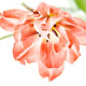 Bellissimo fiore di tulipano rosa