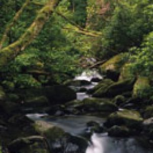 Ruscello Serene nel Bosco