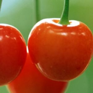 Ciliegie Rosse Fresche