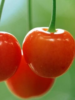 Ciliegie Rosse Fresche