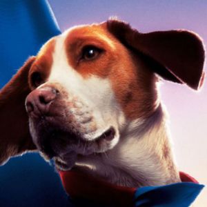 Beagle Carino con Mantello Blu