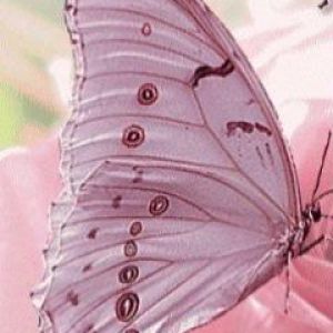 Bellissima Farfalla in Primo Piano