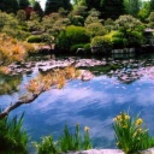 Riflessione Naturale Serene