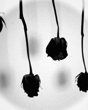 Rose Nere in Monocromo