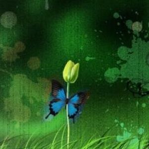 Farfalla su Fiore