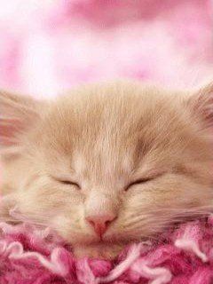 Gattino Che Dorme - wallpaper preview