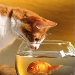 Gatto Curioso e Pesce Rosso