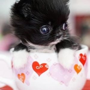 Gattino Carino nella Tazza