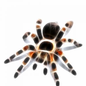 Tarantola Colorata