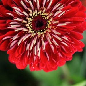 Fiore Rosso Vivace