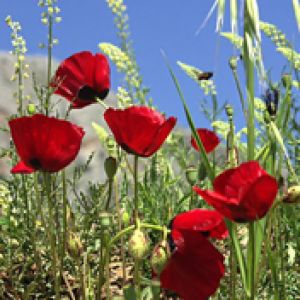 Papaveri Rossi Vivaci nella Natura