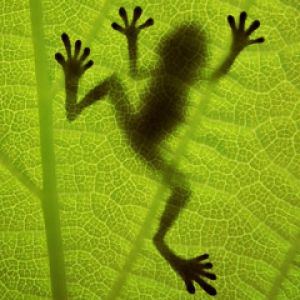 Silhouette di Rana su Foglia