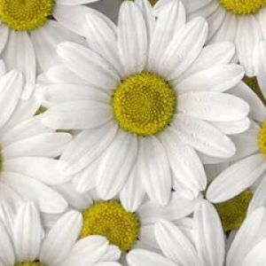 Bellissime Margherite Bianche