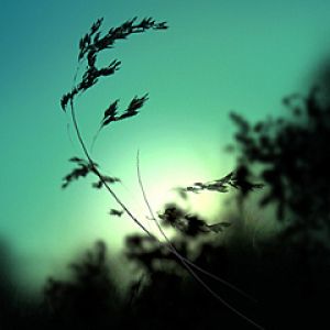 Silhouette di Natura Serena