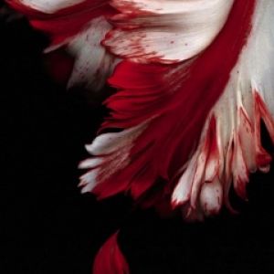 Astratto Floreale Rosso e Bianco