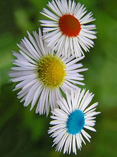 Margherite Colorate in Fiore