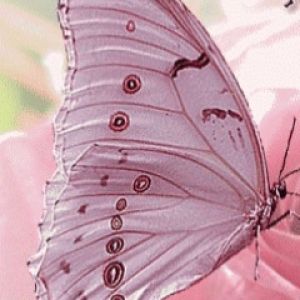 Bellissima Farfalla su Fiore