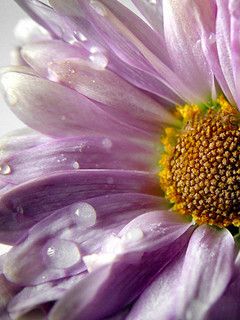 Fiore Viola in Primo Piano - wallpaper preview